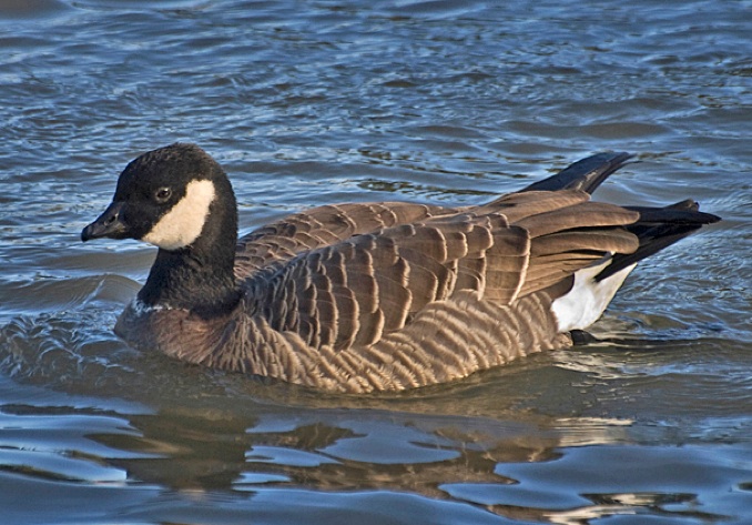 Cackling Goose Identification, All About Birds, Cornell Lab of Ornithology