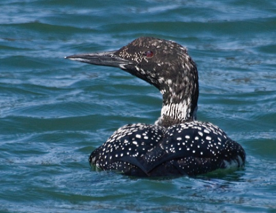 common loon winter. Common Loon in quot;winter