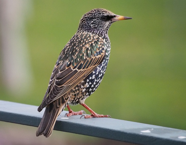 Pink Starling Bird