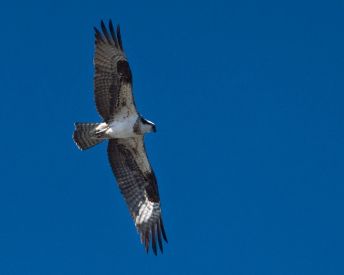 Osprey Identification, All About Birds, Cornell Lab of Ornithology