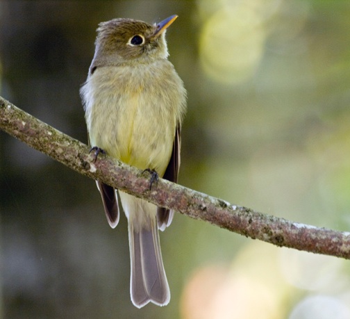 Great Crested Flycatcher Identification, All About Birds, Cornell Lab of  Ornithology