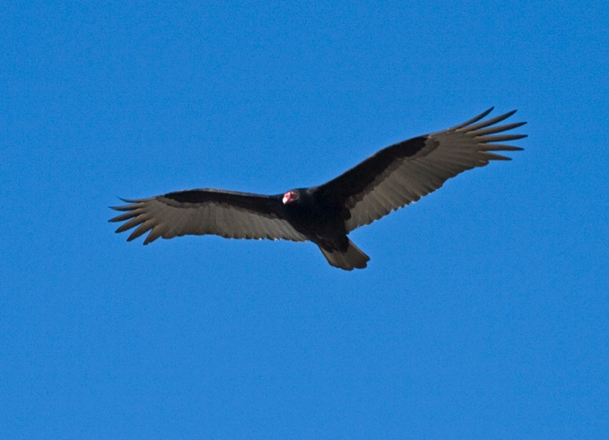 Solano County Office of Education - Turkey Vultures