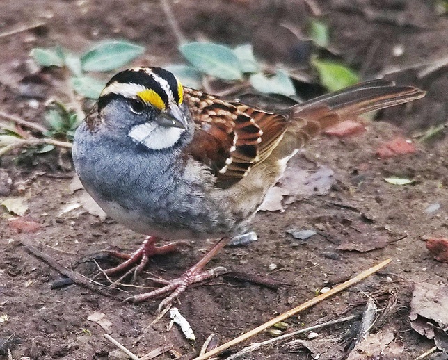 Bird White-throated Sparrow Photo Canada ca 2010